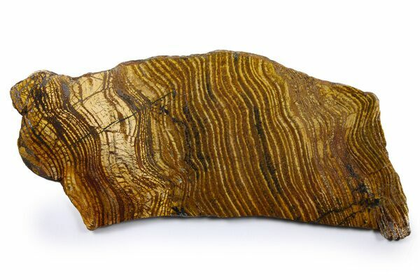 A sliced Strelley Pool stromatolite showing classic stromatolite layering.  At 3.43 billion years old, these are some of the oldest stromatolites known.